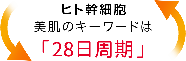 ヒト幹細胞―美肌のキーワードは「28日周期」