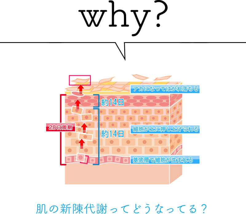 why?肌の新陳代謝ってどうなってるの？