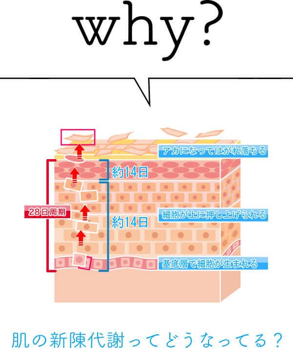 why?肌の新陳代謝ってどうなってるの？